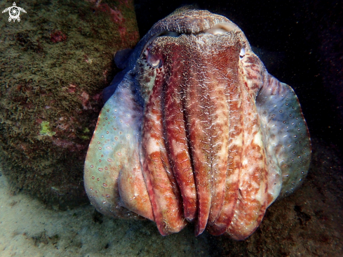 A sepia apama | Australian giant cuttlefish