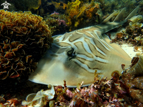 A trygonorrhina dumerilii | Fiddler ray