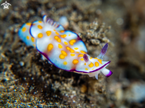 A Hypselodoris ghardaqana | Nudibranch