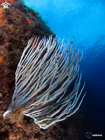 A underwater creature