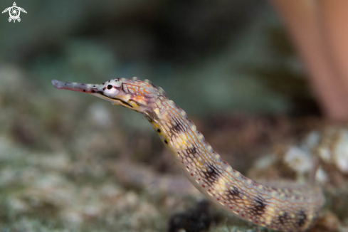 A Pipefish 