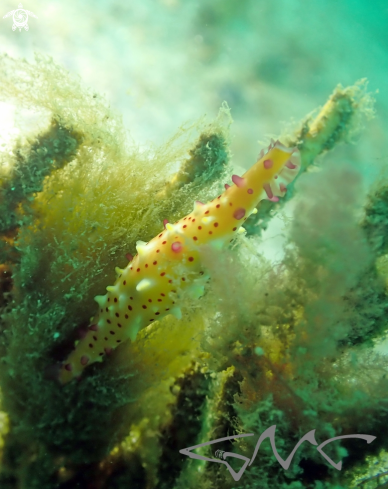 A Rose spindle cowry