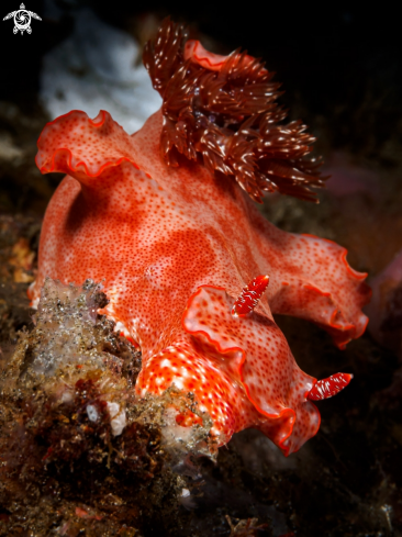 A Ceratosoma gracillimum | Nudibranch