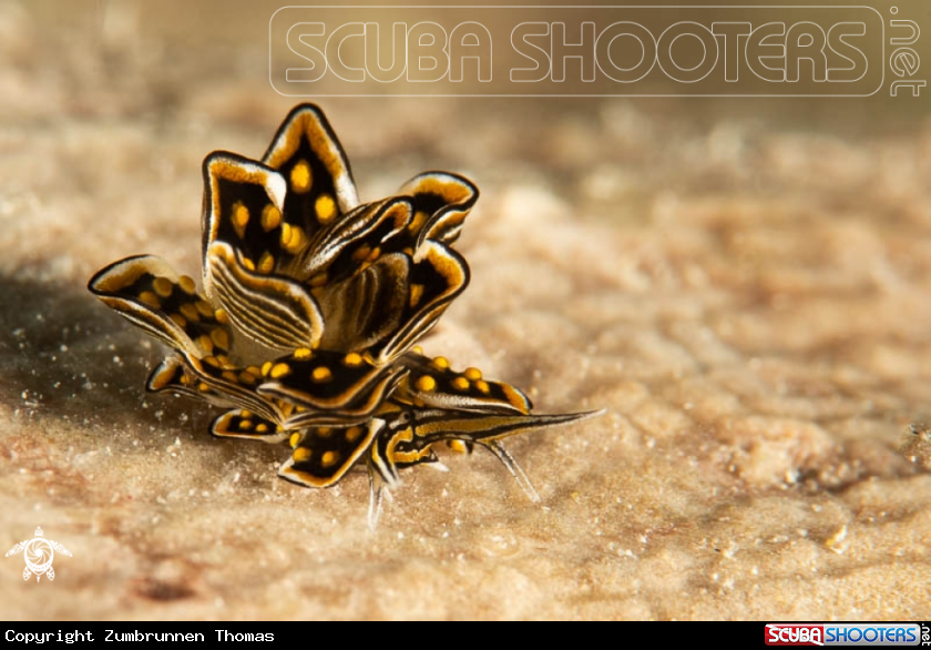 A Butterflay Nudibranch 