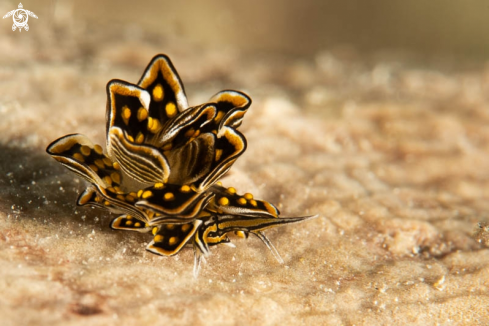 A Butterflay Nudibranch 