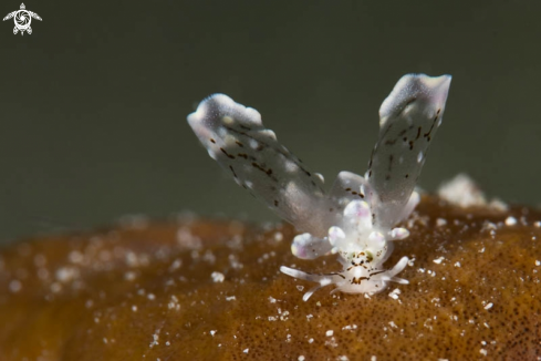 A Cyerce Nudibranch 