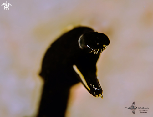 A Black Ribbon Eel Juvenil