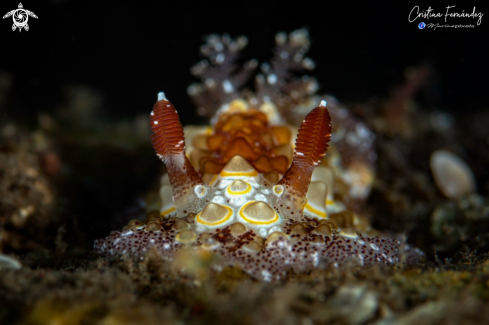 A Nudibranch