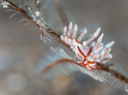 A Nudibranch