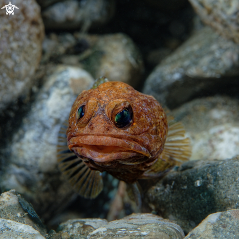 A Jawfish