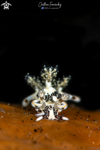 A Trapania tora - Round-Bulge Trapania | Nudibrach