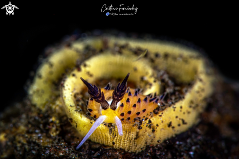 A Favorinus tsuruganus - Ringed Favorinus | Nudibranch