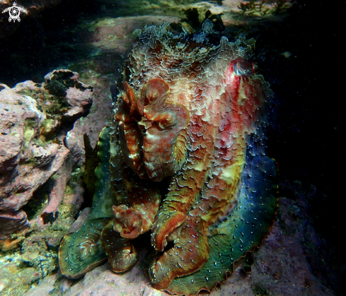 A sepia apama | Australian giant cuttlefish