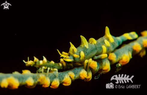 A whip coral shrimps