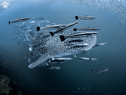 A Whale Shark