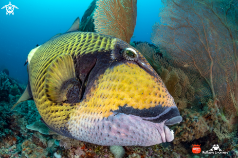 A Trigger fish