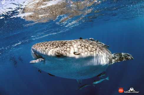 A Whale shark