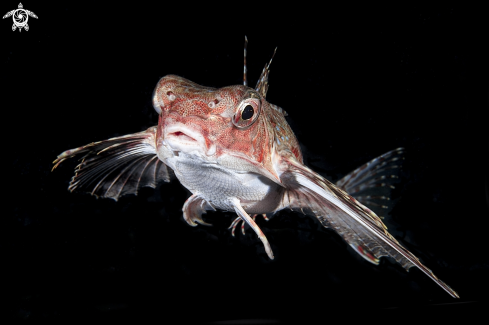 A Gallinella di mare