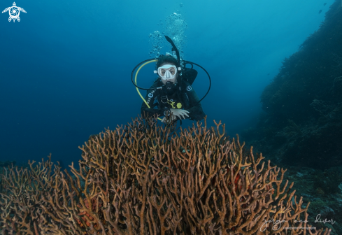 A Branching Coral