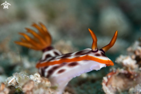 A Nudibranch 