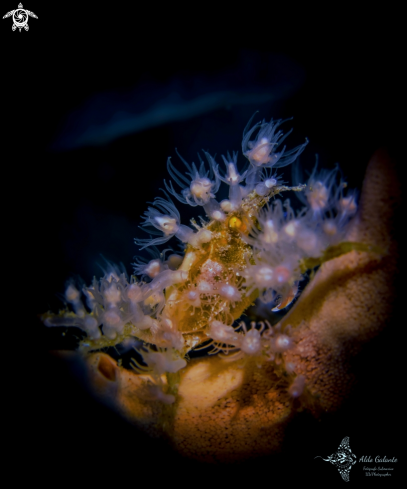 A Spiny Spider Crab