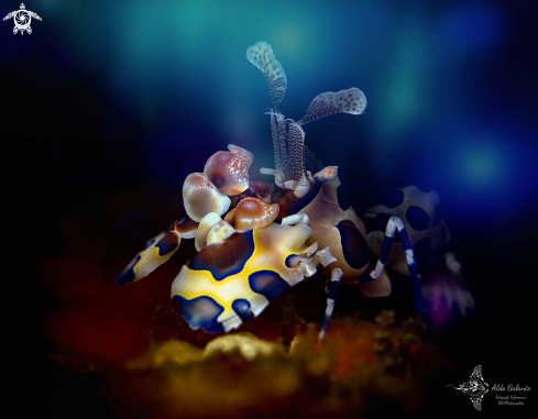 A Hymenocera picta (Dana, 1852) | Harlequin Shrimp