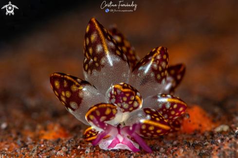 A Cyerce kikutarobabai | Nudibrach