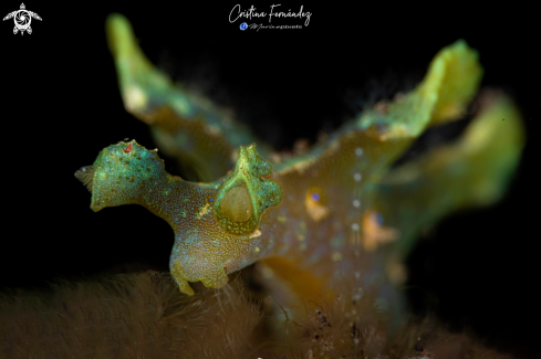 A Crosslandia sp. | Nudibranch