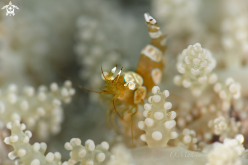 A  Sexy Shrimp (Thor amboinensis)