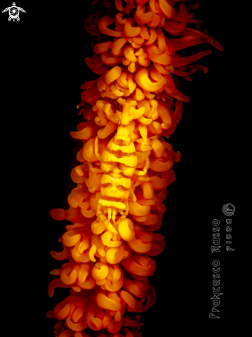 A Whip coral shrimp