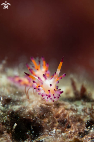 A Nudibranch 