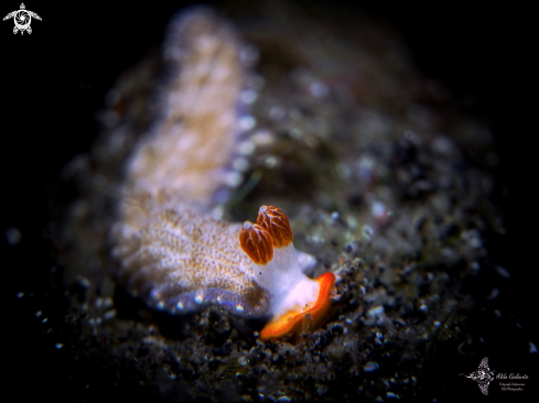 A Dermatobranchus funiculus (Gosliner & Fahey, 2011) | Seaslug