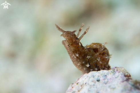 A Nudibranch 