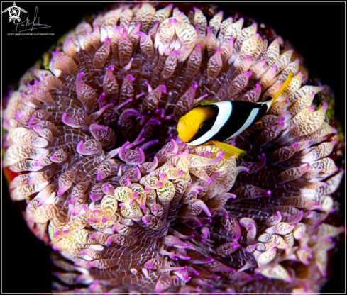 A Clown fish