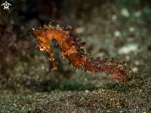 A Hippocampus histrix | Thorny Seahorse