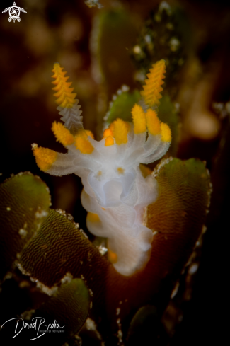 A (𝑳𝒊𝒎𝒂𝒄𝒊𝒂 𝒄𝒍𝒂𝒗𝒊𝒈𝒆𝒓𝒂) | Nudibranch Limacia