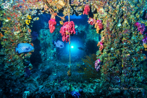 A Artificial Fish Reef