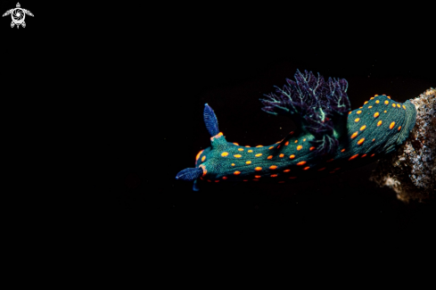 A Nembrotha sp. | Nembrotha sp.