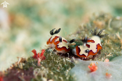 A Nudibranch 