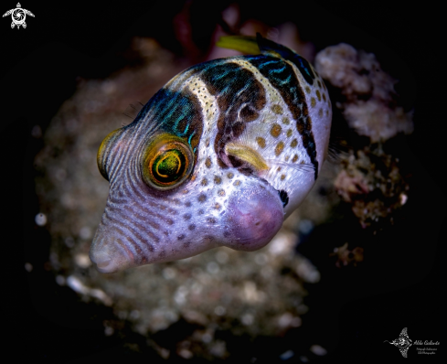 A Canthigaster valentini (Bleeker, 1853) | Valentini Pufferfish