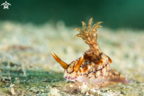 A Nudibranch 