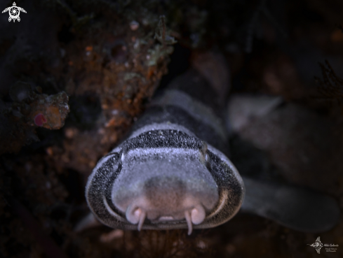 A Brown-Banded Bamboo Shark 