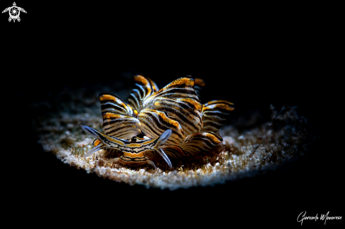 A Nudibranch