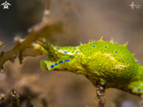 A Oxynoe viridis (Pease, 1861) | Sea Snail - Sea Slug