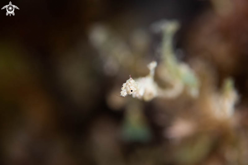 A Lembeh Sea Dragon 