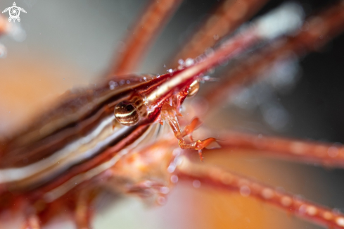 A Spider crab 