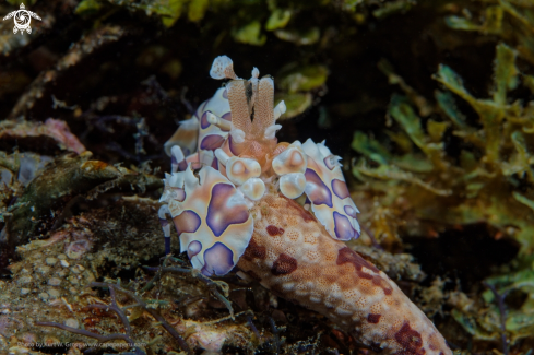 A Hymenocera picta | Harlequin shrimp