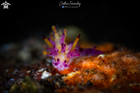 A Aegires villosus | Nudibranch