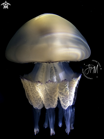 A Rhizostoma pulmo | Méduse Poumon