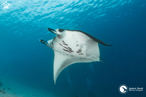 A Mobula alfredi | Reef Manta